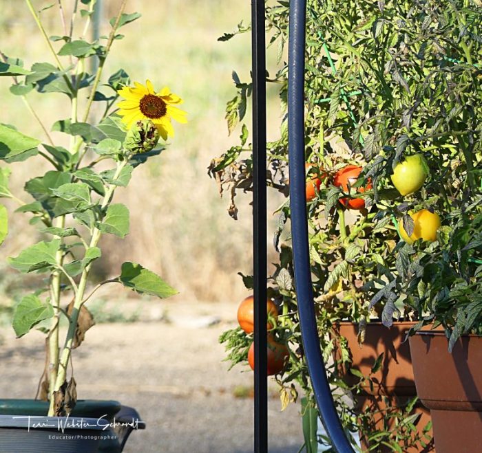Potted garden plants