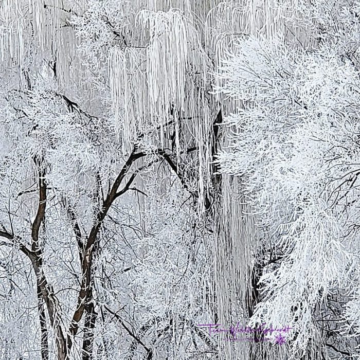 Frozen Willow Trees