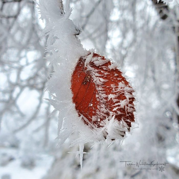 Last Autumn Leaf Frozen in Place