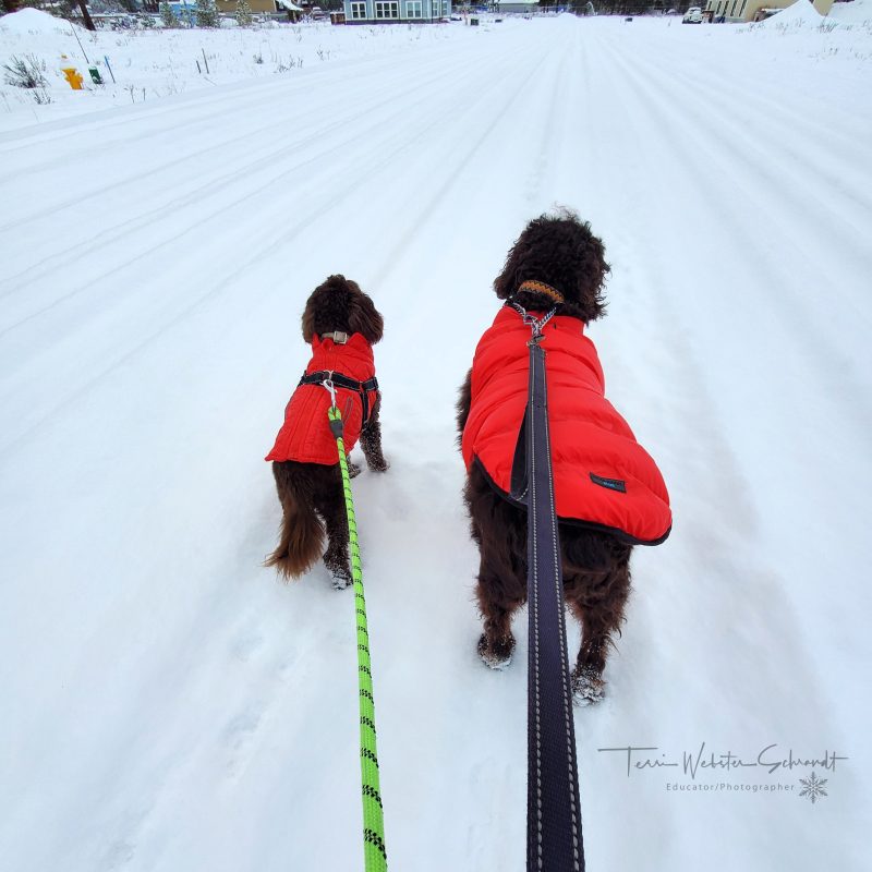 Walking dogs in the snow