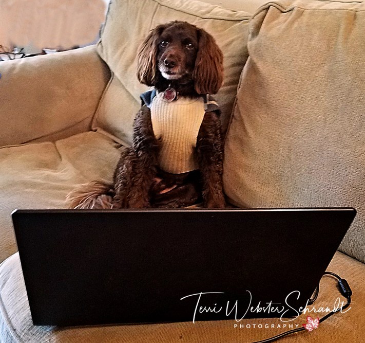 Aero busy on the laptop