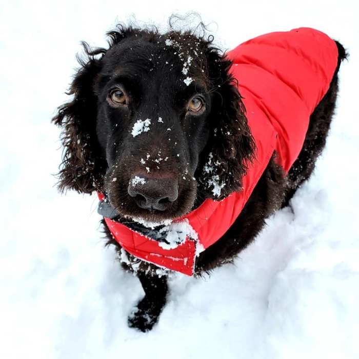 Brodie loves the snow