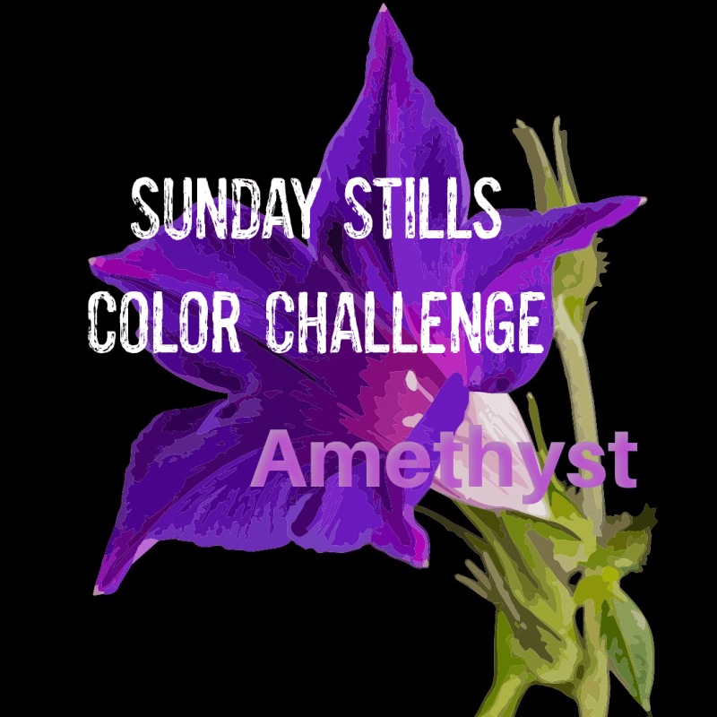 Sunday Stills Monthly Color Challenge: February’s #Amethyst Leads to&nbsp;Spring