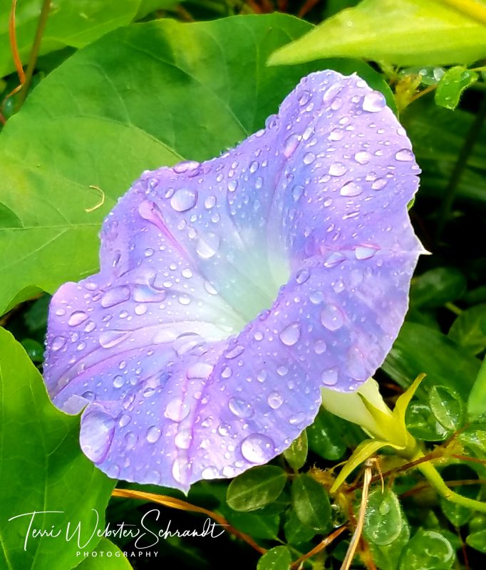Wordless Wednesday: #Cool Flowers of&nbsp;Summer