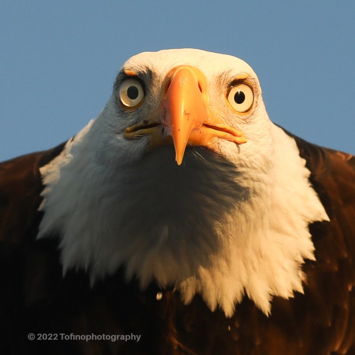 Tofino Bay's The Daredevil Bald Eagle