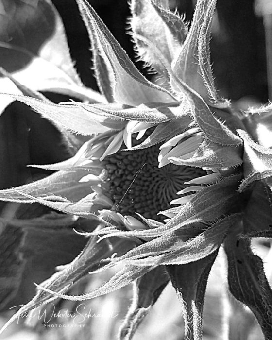 Sunflower Detailed in Black and White