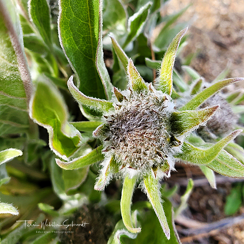 Emerging Arrowleaf Balsamroot Sunflower