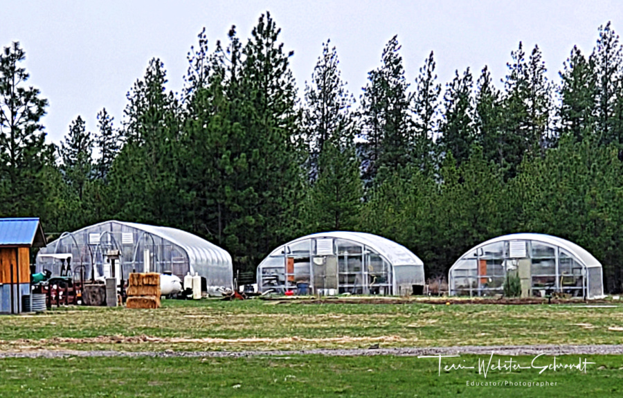 Transparent Greenhouses