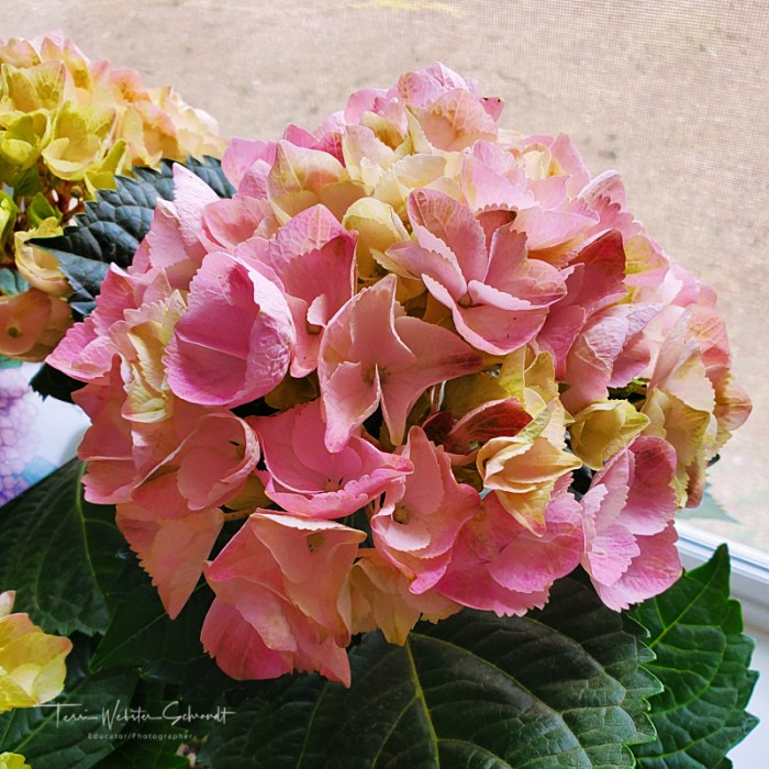 hydrangea gift