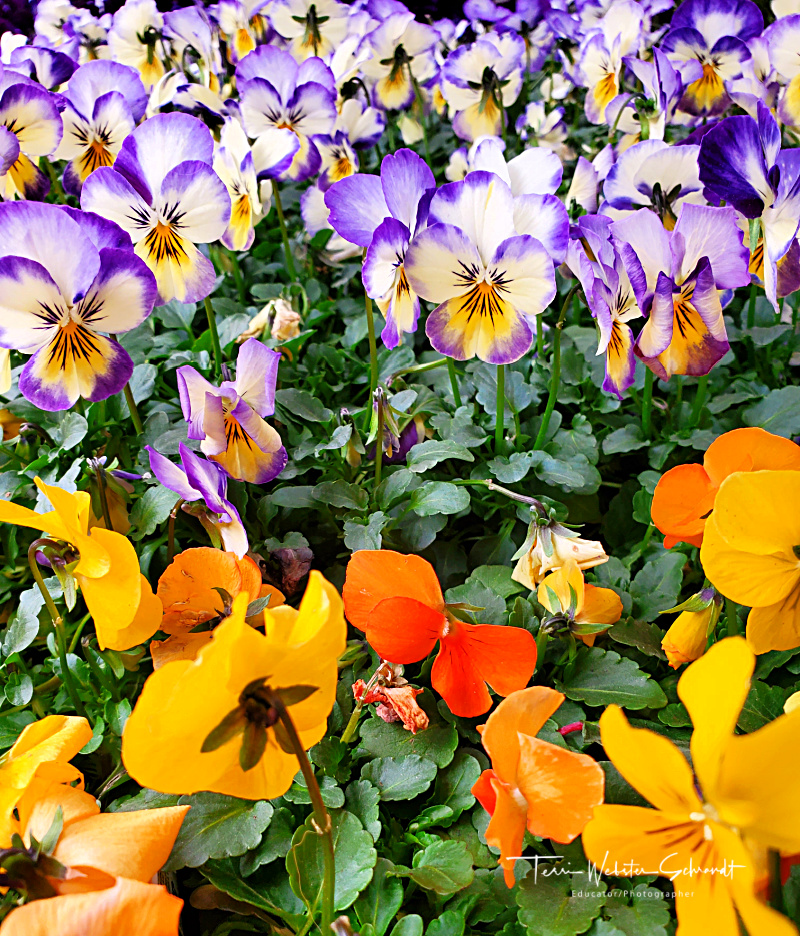 Pansy Field