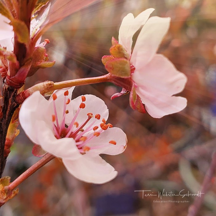 Plum Cherry Blossoms