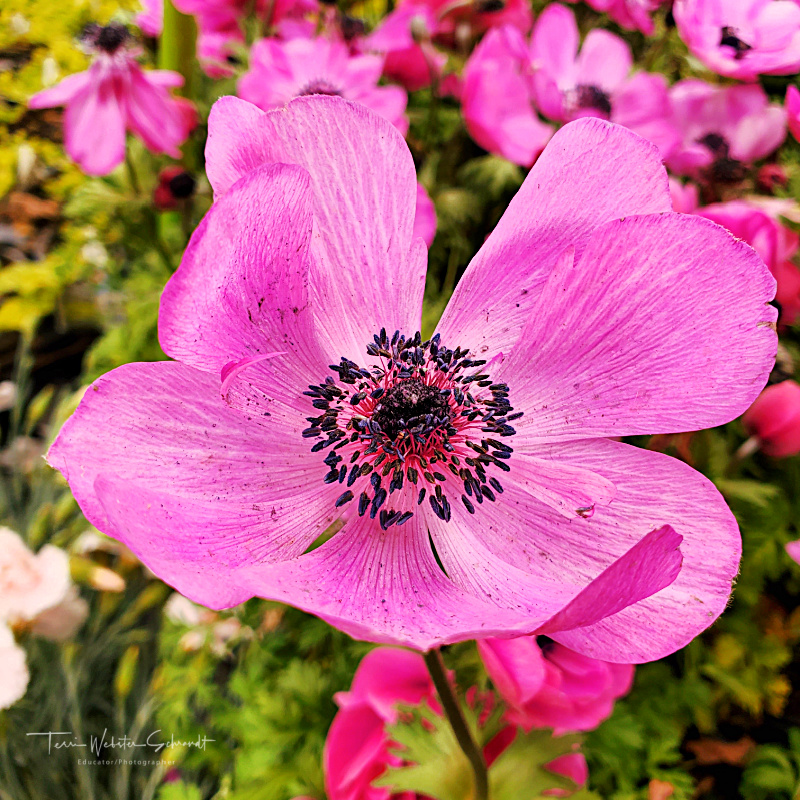 Poppy Anemone