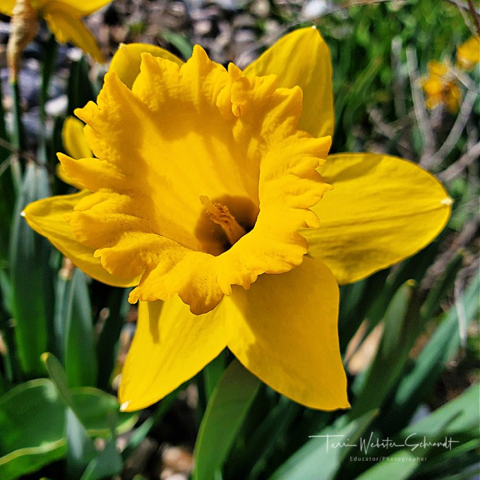 Mountain Daffodil2