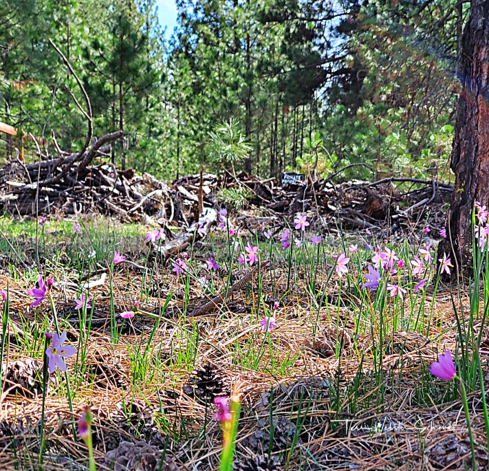 Field of wild crocus