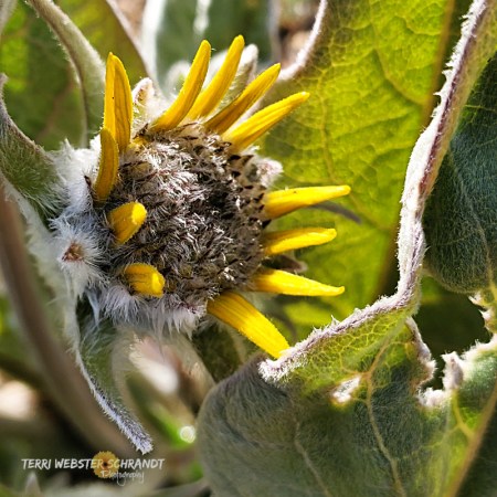Arrowleaf Balsamroot wild sunflower