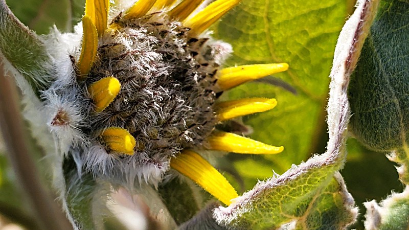 Arrowleaf Balsamroot wild sunflower