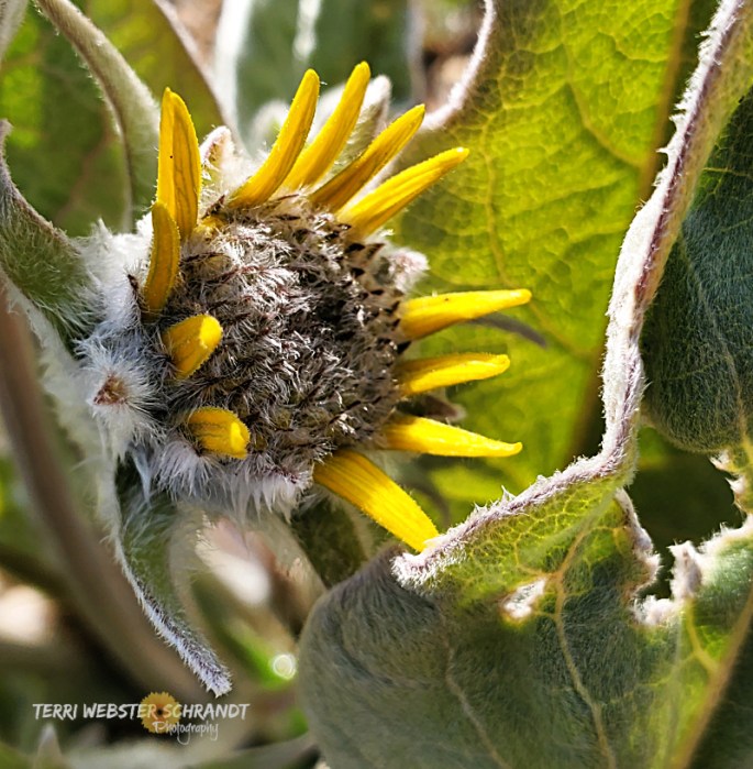 Arrowleaf Balsamroot wild sunflower