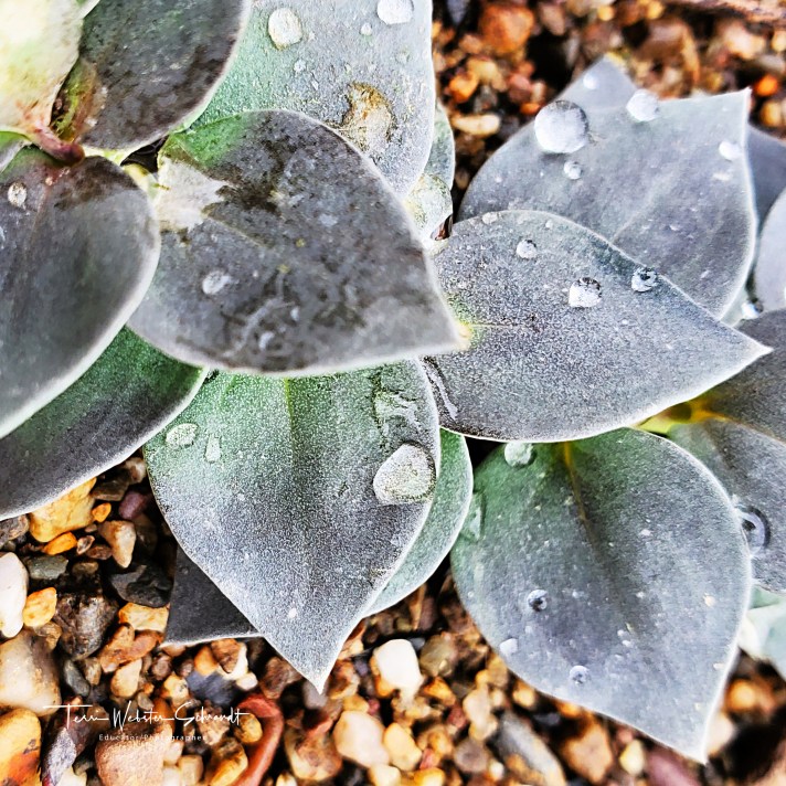 Diamond droplets on Myrtle Spurge