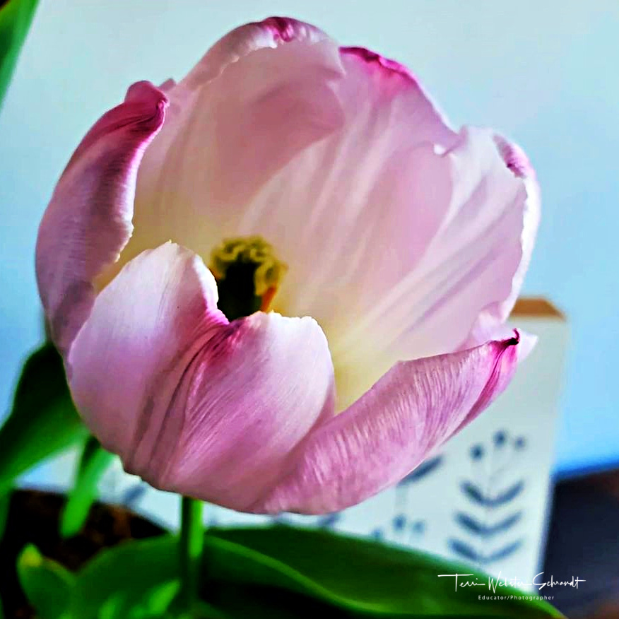 pink tulip 2021