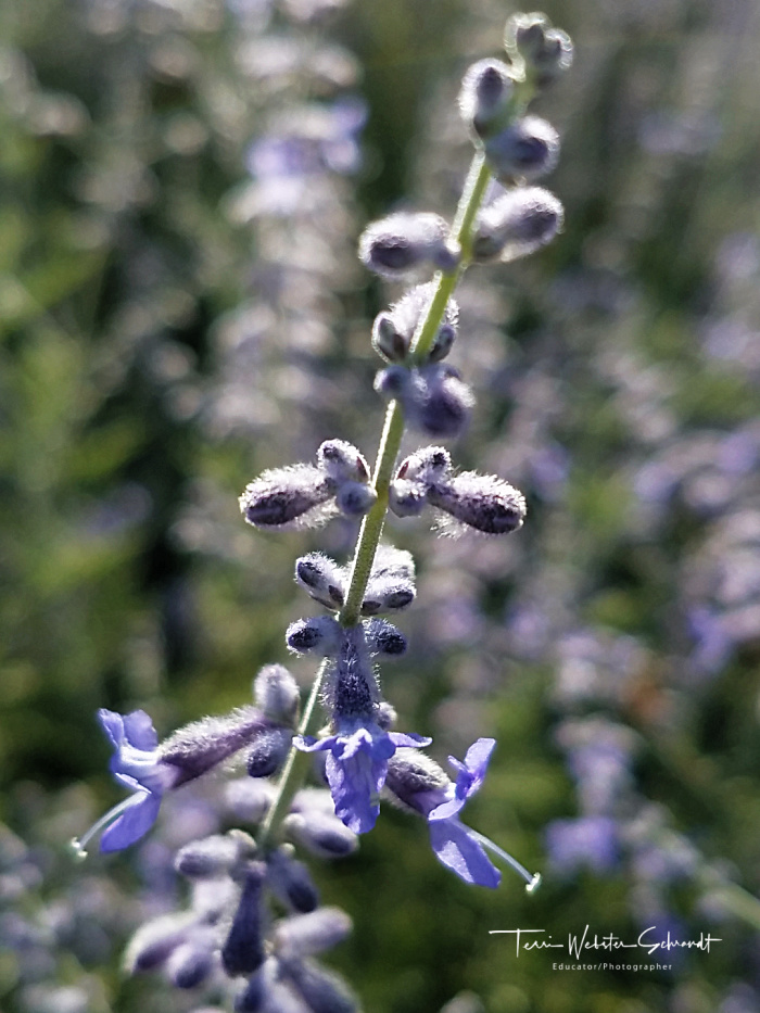 Aromatic Lavender