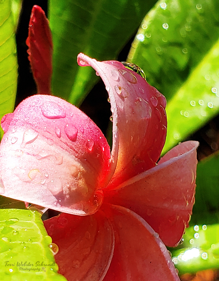 macro plumeria