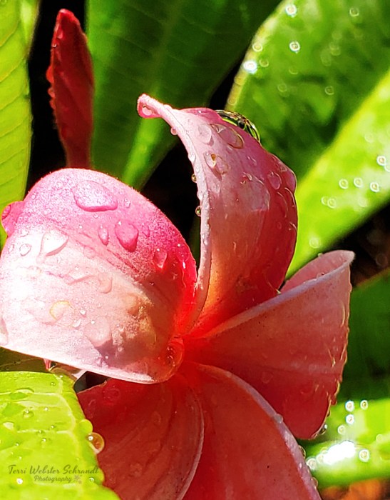macro plumeria