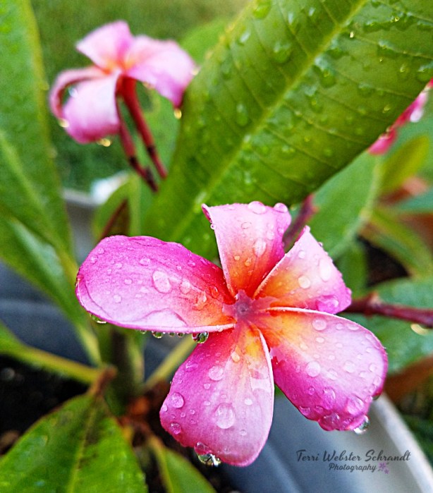 Pink plumeria