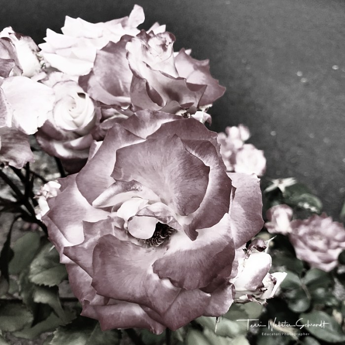 desaturated roses