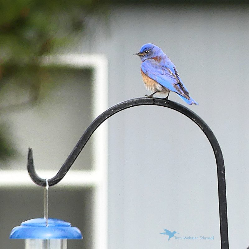 Western Bluebird