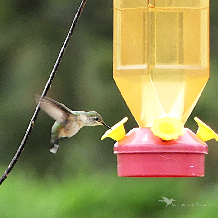 Feeding Hummingbird