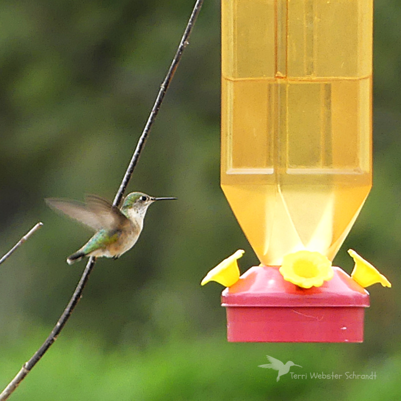 9 Mile Falls Hummingbird