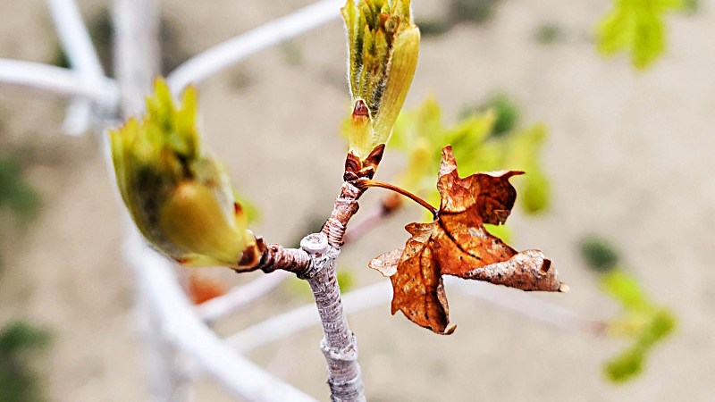 May the fourth be with you