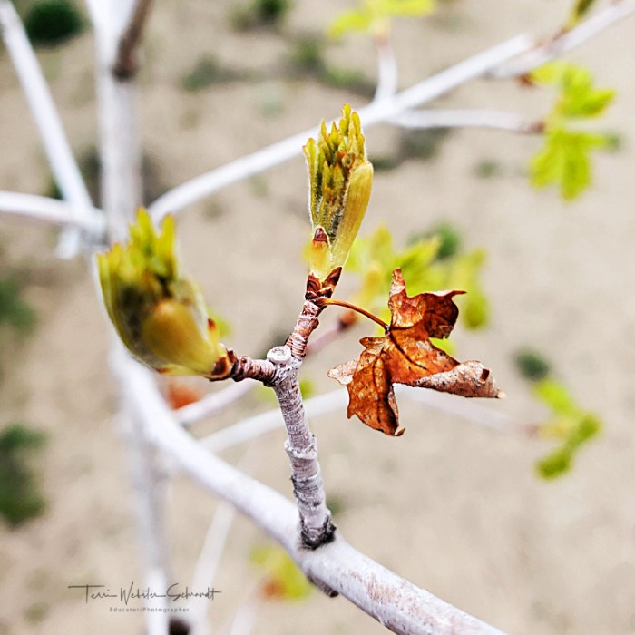 May the fourth be with you