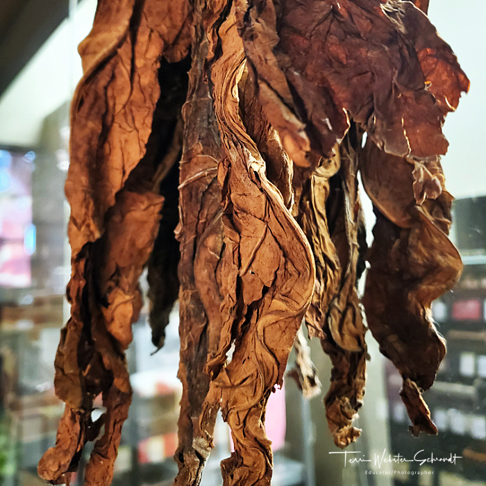 dried tobacco
