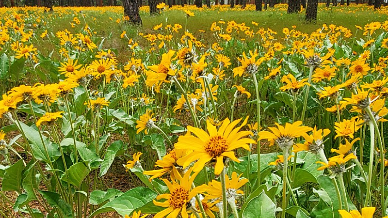 arrowroot sunflowers invade the forest