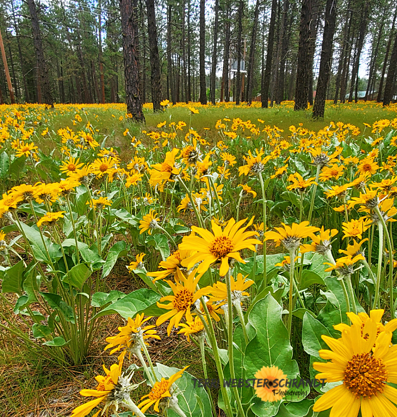 #WordlessWednesday: Spring’s Arrowleaf Balsamroot’s Progression