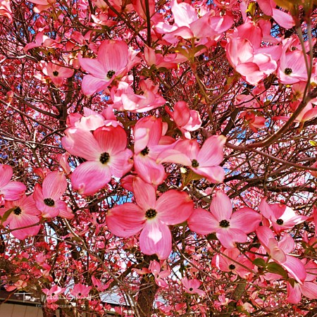 Dogwood Tree Blossoms