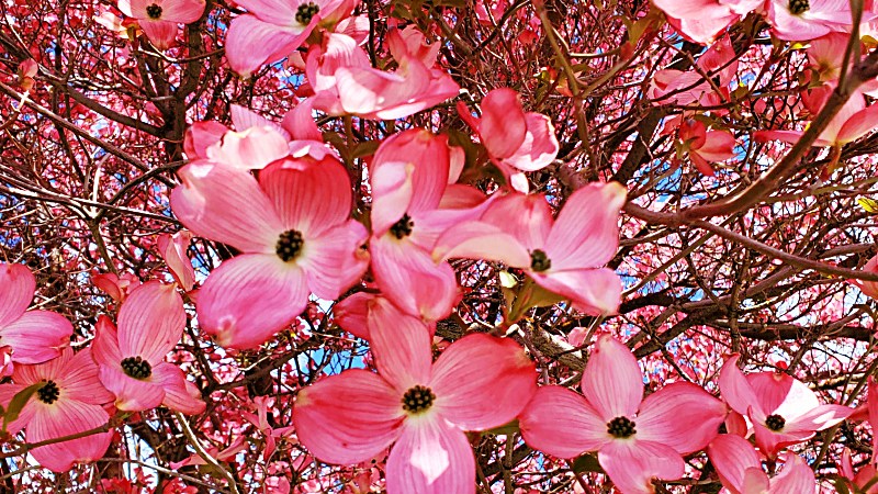 Dogwood Tree Blossoms