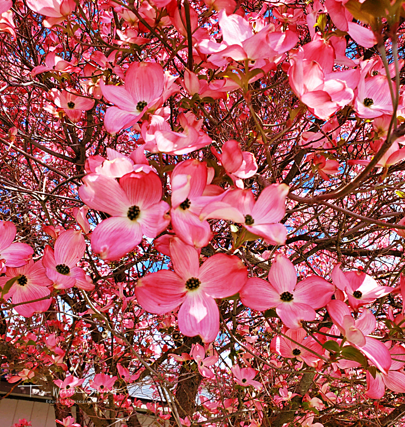 Sunday Stills Monthly Color Challenge: Tickled&nbsp;#Pink