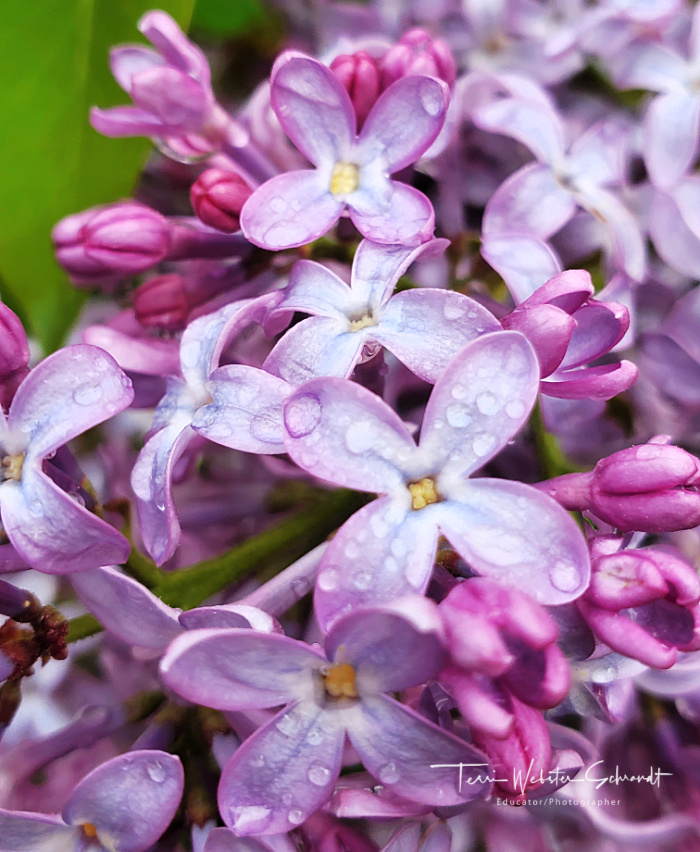 The Flower Hour #31: Local Lilacs and&nbsp;Lupine