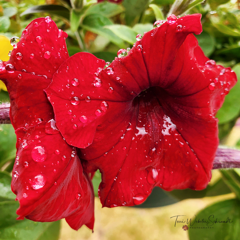 Sunday Stills Monthly Color Challenge: Seeing #Ruby&nbsp;Red