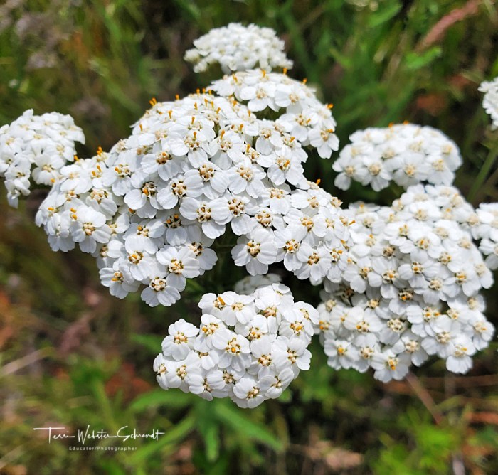 Common White yarrow