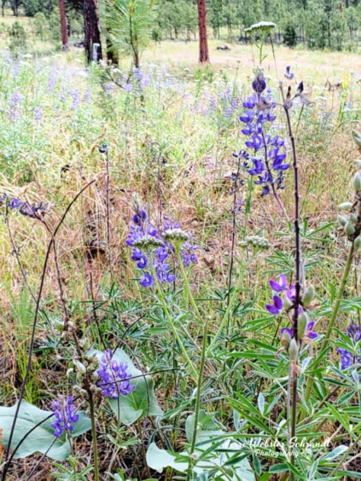 lupine yarrow arrowleaf grass
