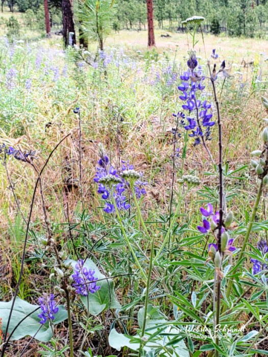 lupine yarrow arrowleaf grass
