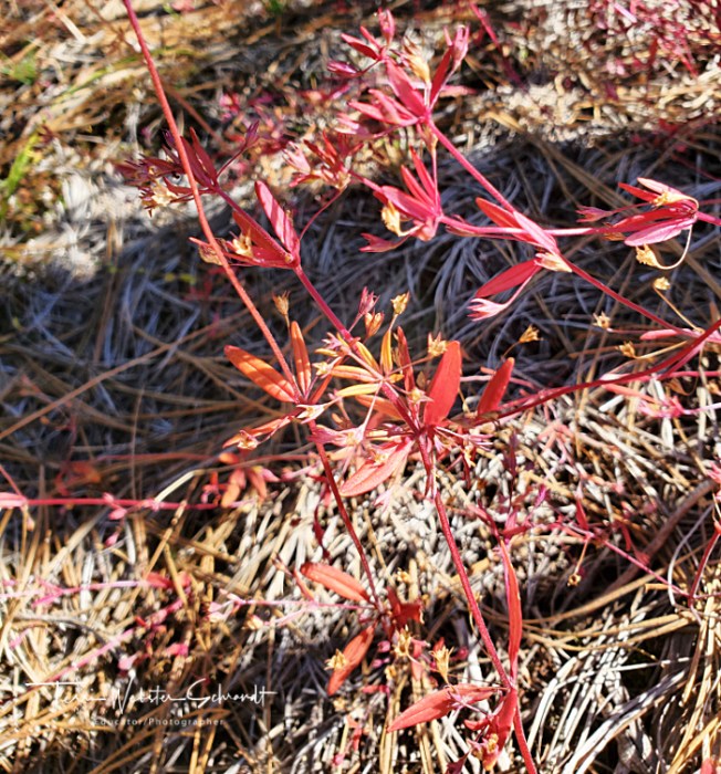 Weeds are tickled pink