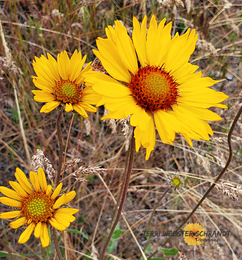 Sunday Stills: A Wildflower&nbsp;#Solstice
