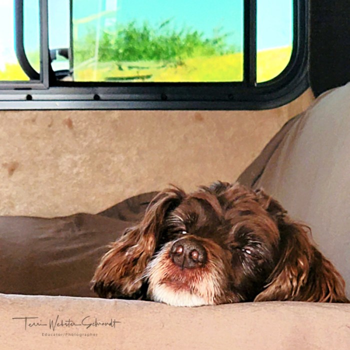 Aero resting in RV