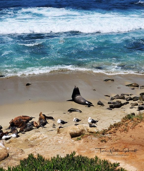La Jolla Sea Lions