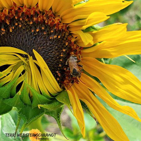 half-open sunflower and bee