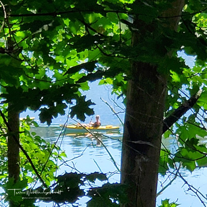 kayaker through the trees
